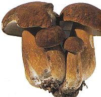 Champignons