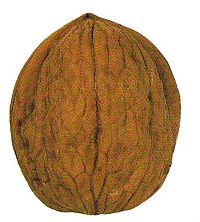 Coquille noix