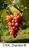 gewurz