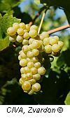 pinotblanc