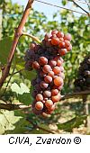 pinotgris