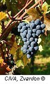 pinotnoir