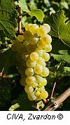 riesling