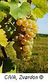 sylvaner