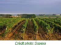 vignobsautern
