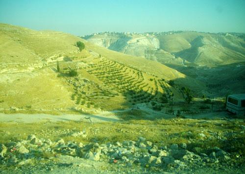 Les vignes de Palestine